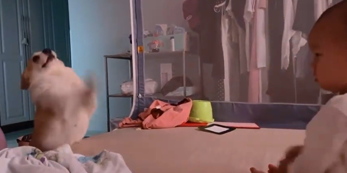 Dog and baby copy each other’s moves in Chongqing, China